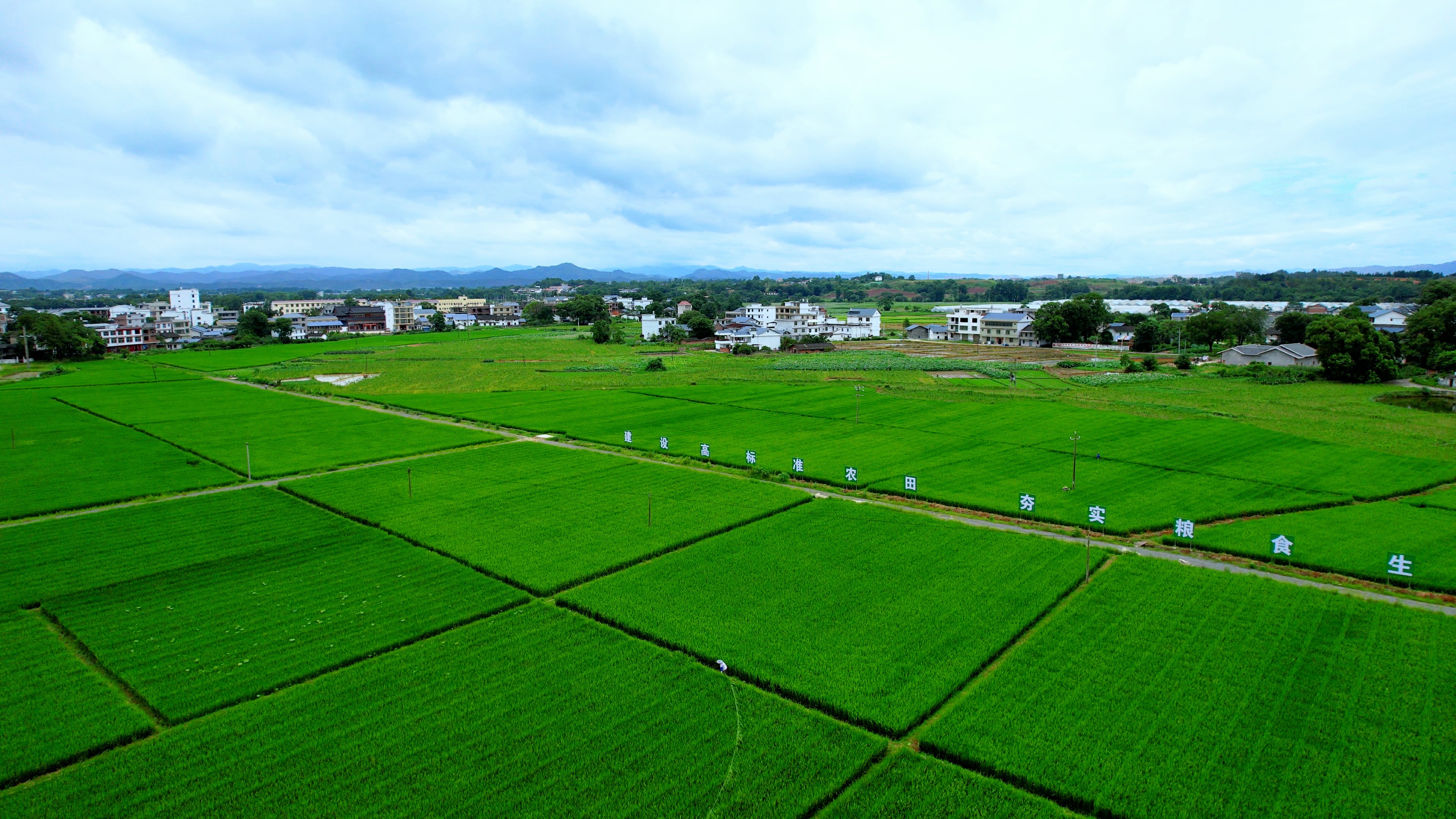圖為鳳崗村高標準農(nóng)田實景